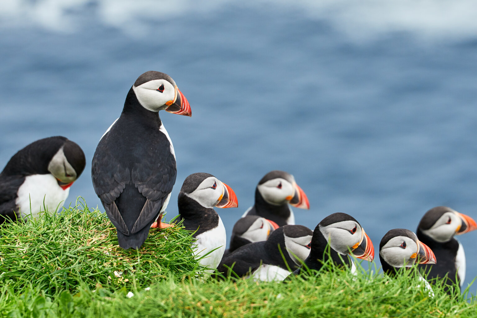 Puffins,On,Mykines,,Faroe,Islands