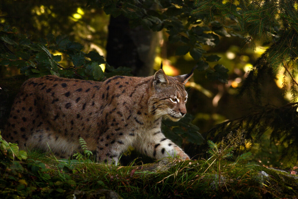 roemenie-wildlife-lynx-christoffel-travel