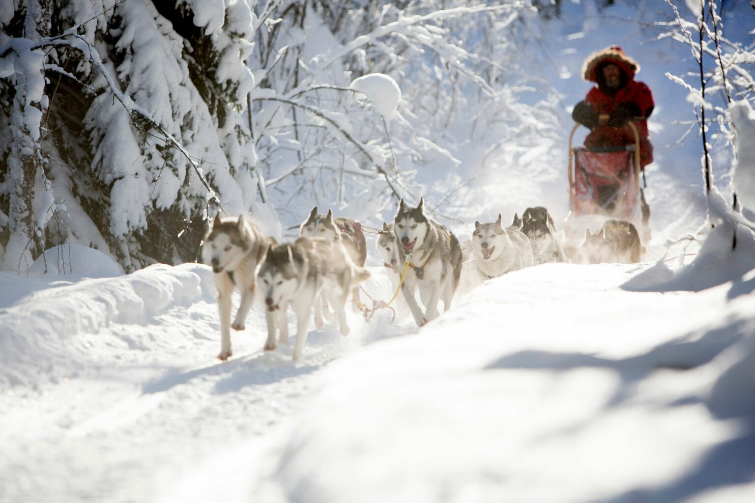 zweden-lapland-sledehondentocht
