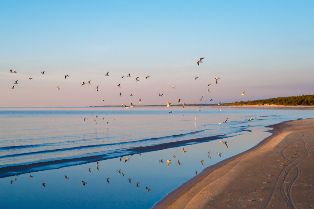 Beautiful,Sunset,With,Flock,Of,Seagulls,Flying,Over,The,Sea