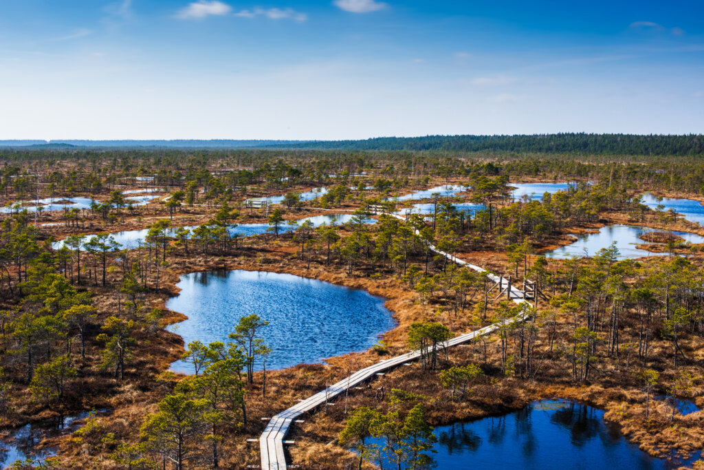 Swamp,Or,Bog,In,Kemeri,National,Park,With,Blue,Reflection