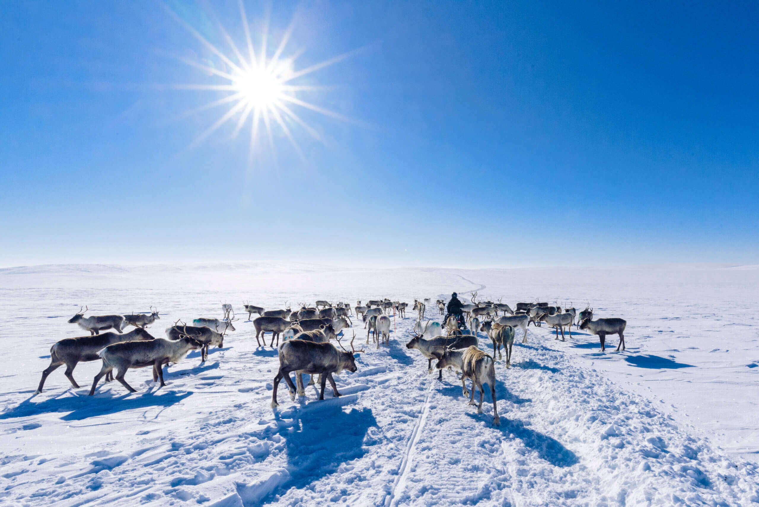 Sneeuwscooter - Levi - Finland - Christoffel Travel