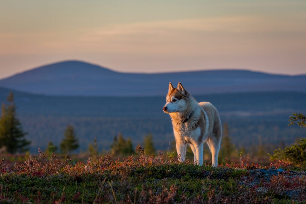 husky-zomers-lapland-christoffel-travel