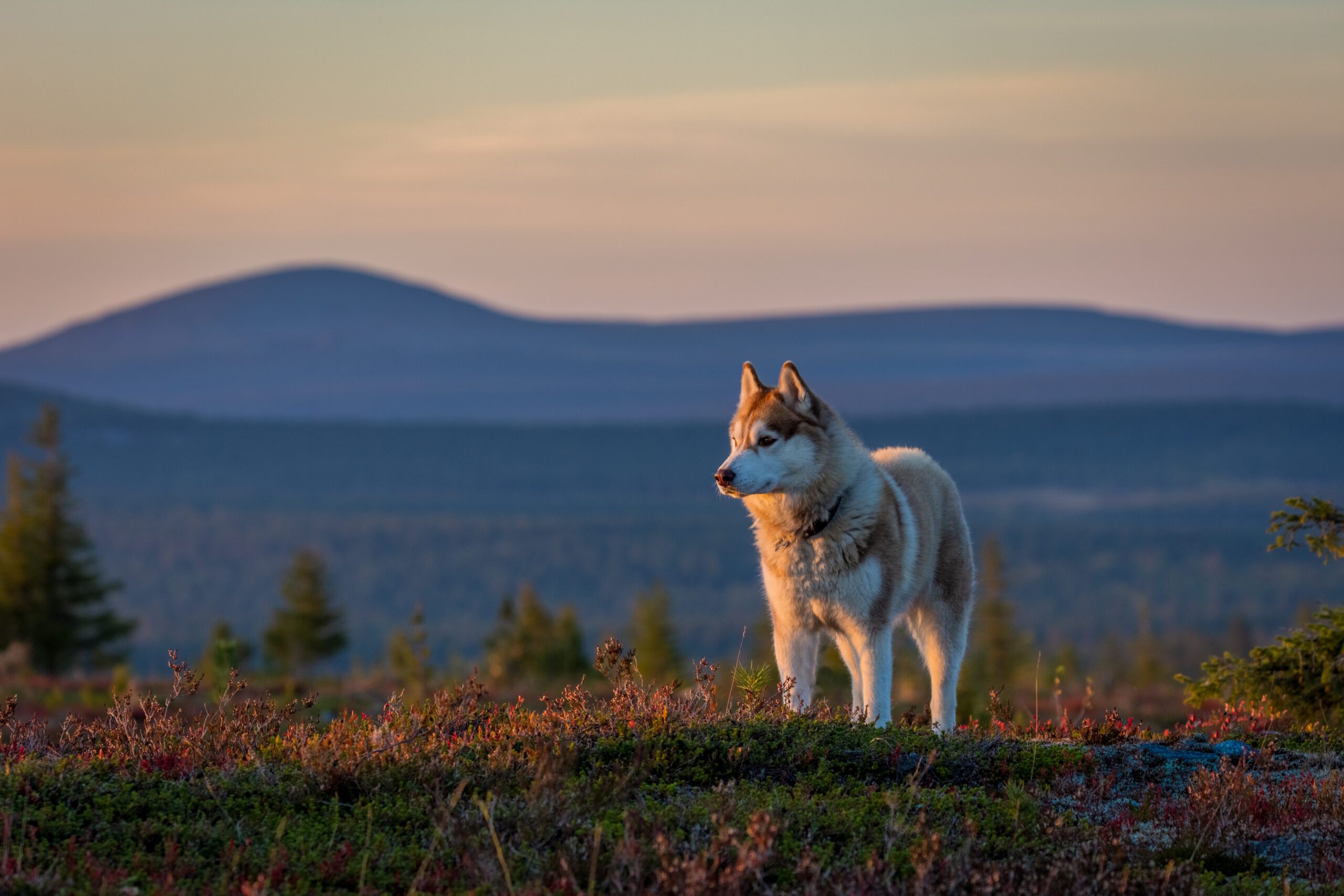 husky-zomers-lapland-christoffel-travel
