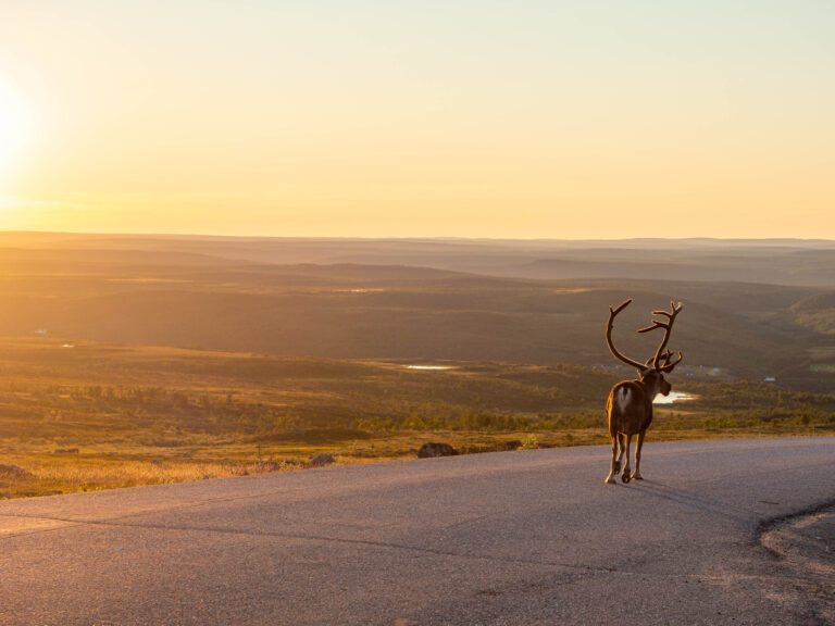 zomers-finland-reizen-vakantie-christoffel-travel-rendier