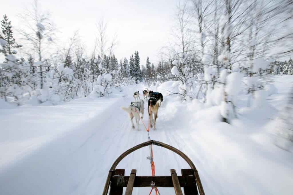 Huskysafari - Zweden - Christoffel Travel