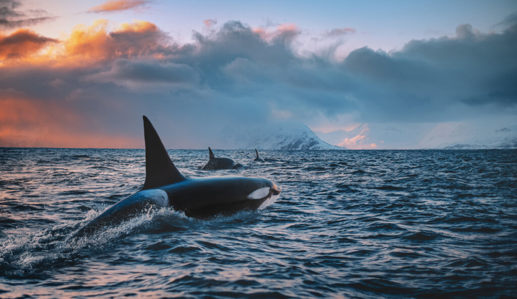 Orka's IJsland - winter - Christoffel Travel