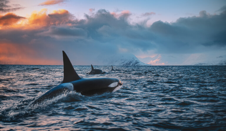 Orka's IJsland - winter - Christoffel Travel