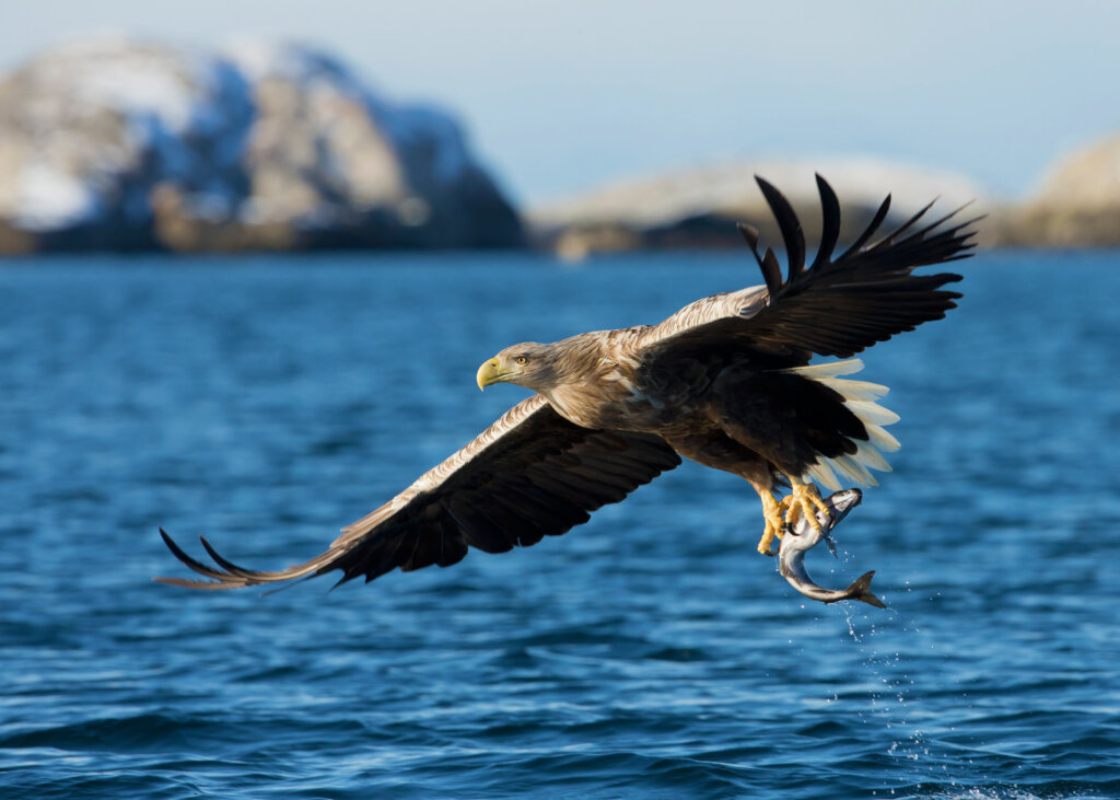 Senja - fjordsafari - zeearend - Noorwegen - Christoffel Travel