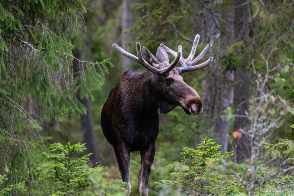 eland - Zweden - Christoffel Travel
