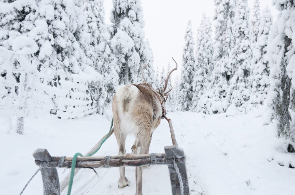 rendier - Fins Lapland - Christoffel Travel