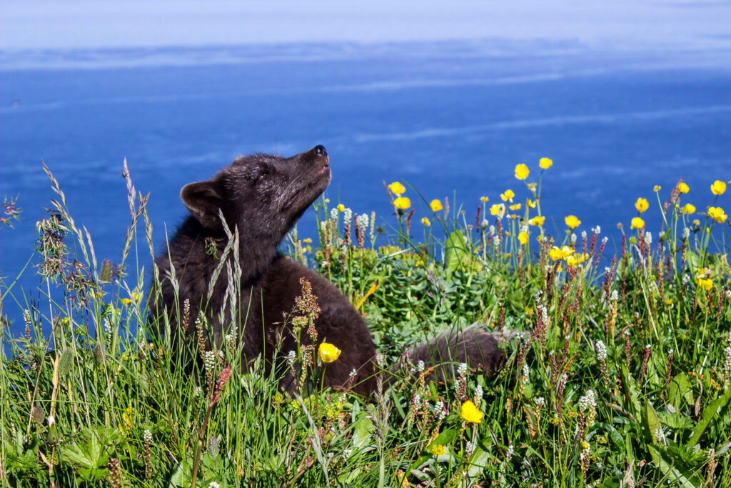 Hornbjarg - vos - IJsland - Christoffel Travel