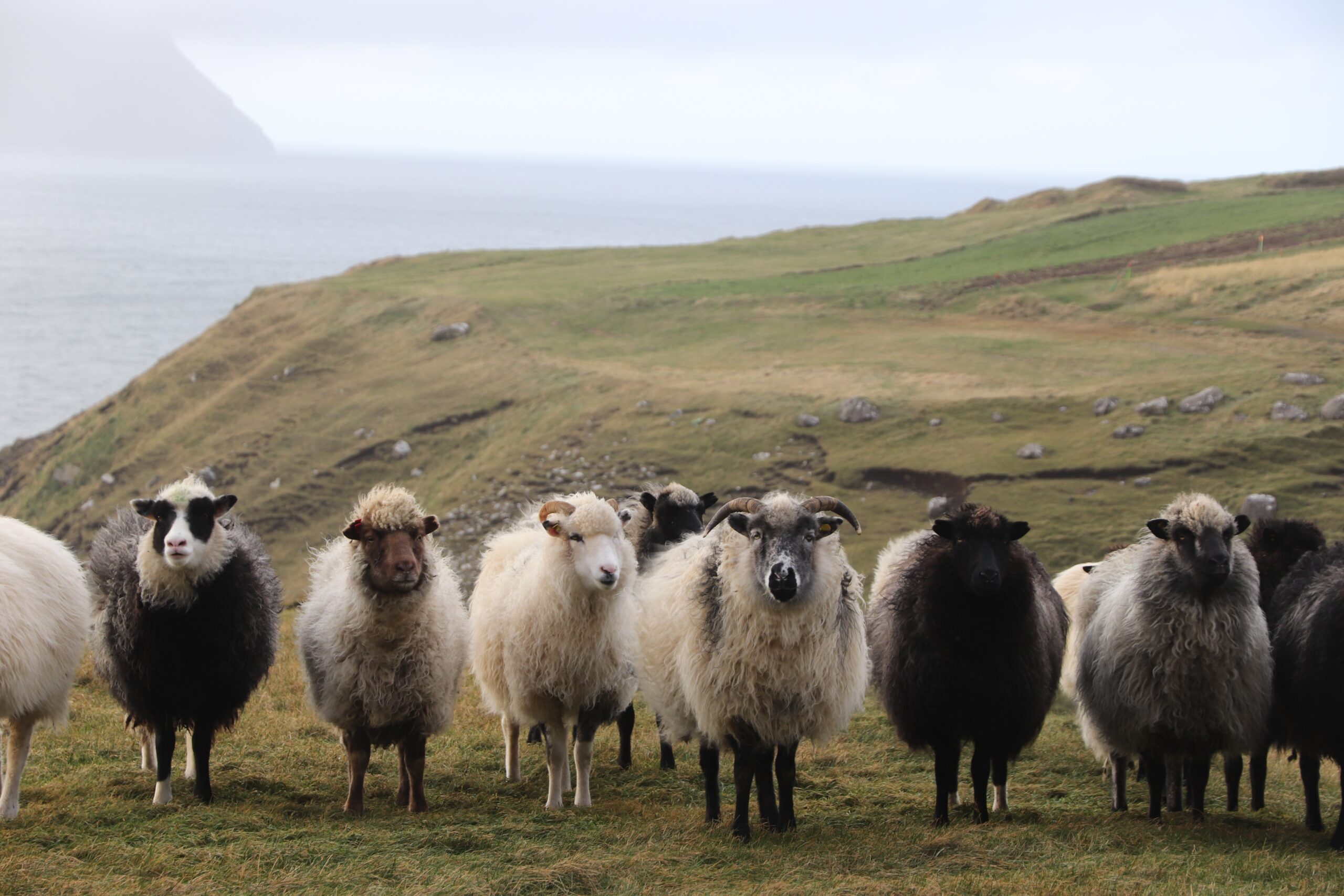 Schaap-Faeröer 