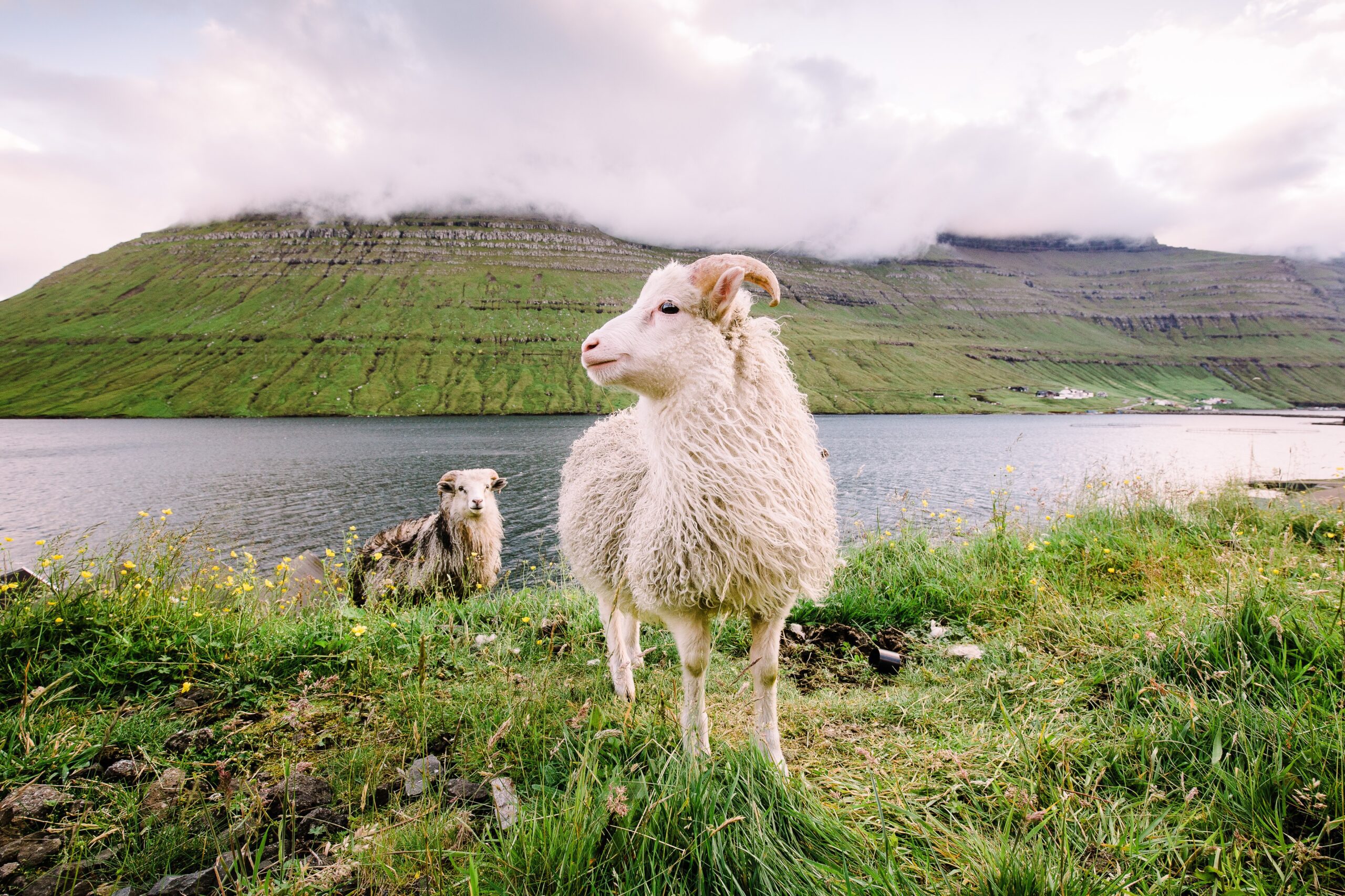 Schaap-Faeröer