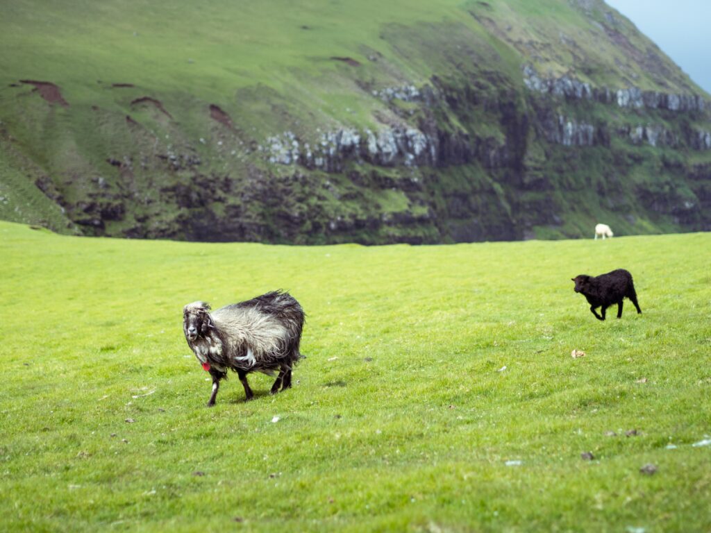 Schaap-Faeröer
