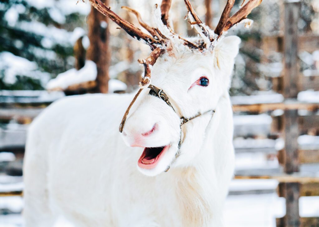 Vakantie Lapland - witte rendier - Christoffel Travel