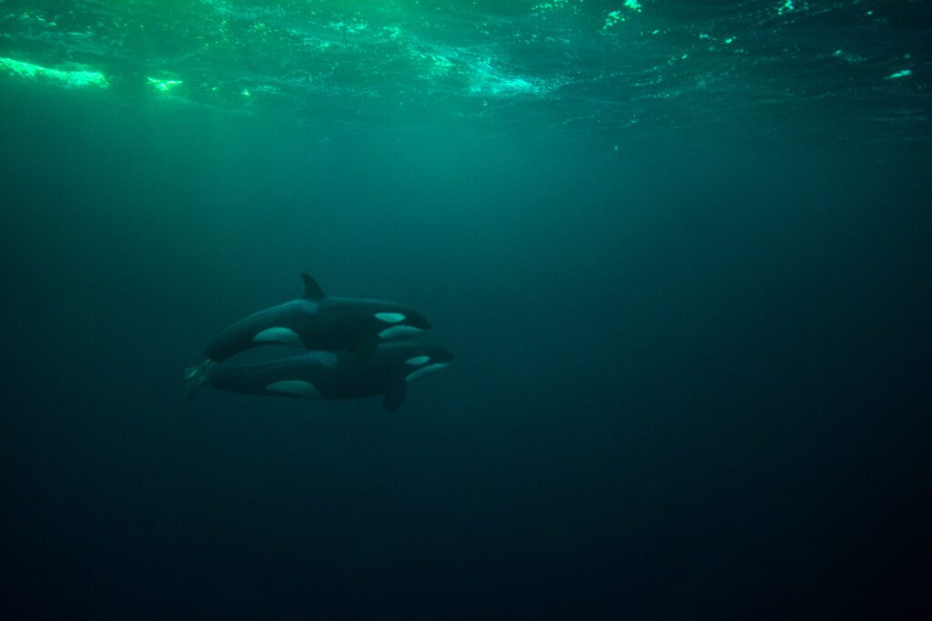 Snorkelen met orka's Noorwegen - Christoffel Travel