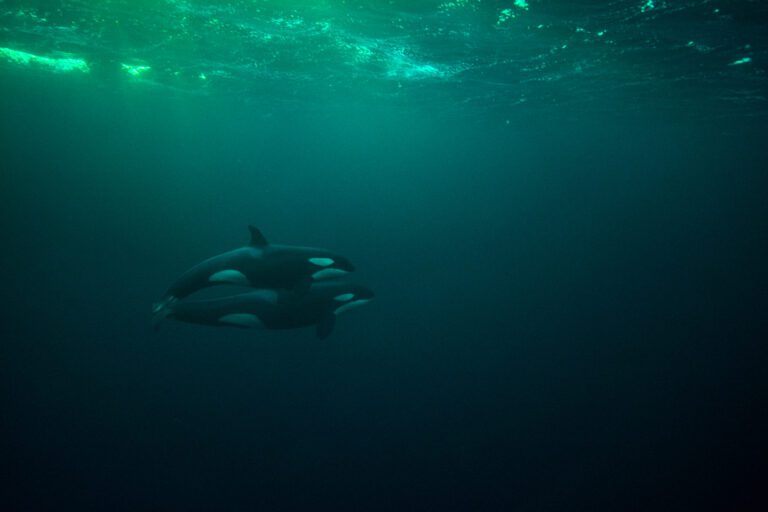 Snorkelen met orka's Noorwegen - Christoffel Travel