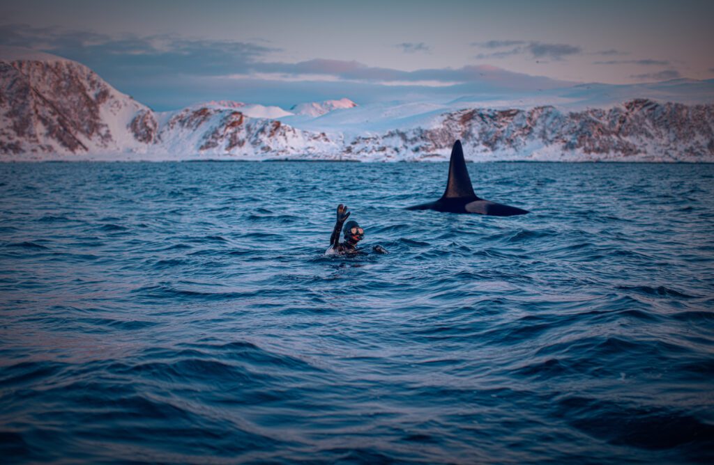 Snorkelen met orka's - Noorwegen - Christoffel Travel