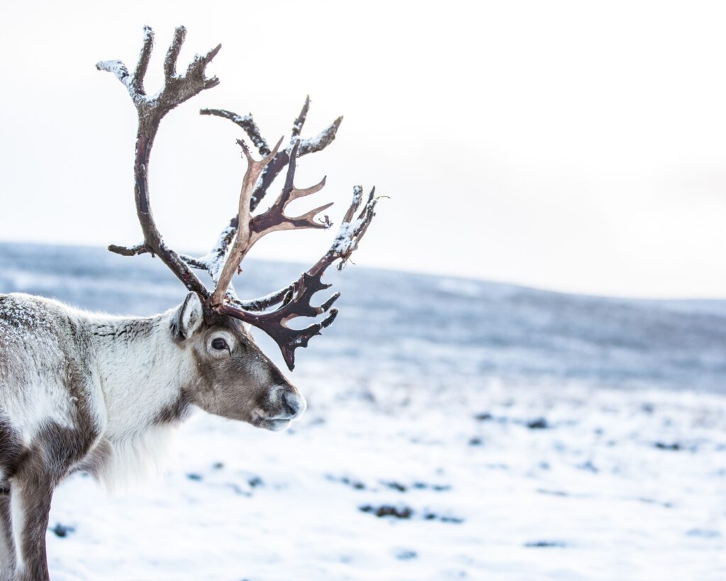 Rendier Fins Lapland - Christoffel Travel