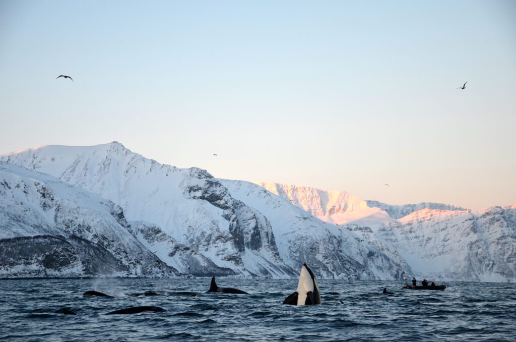 Lyngen - orka's spotten - Noorwegen - Christoffel Travel