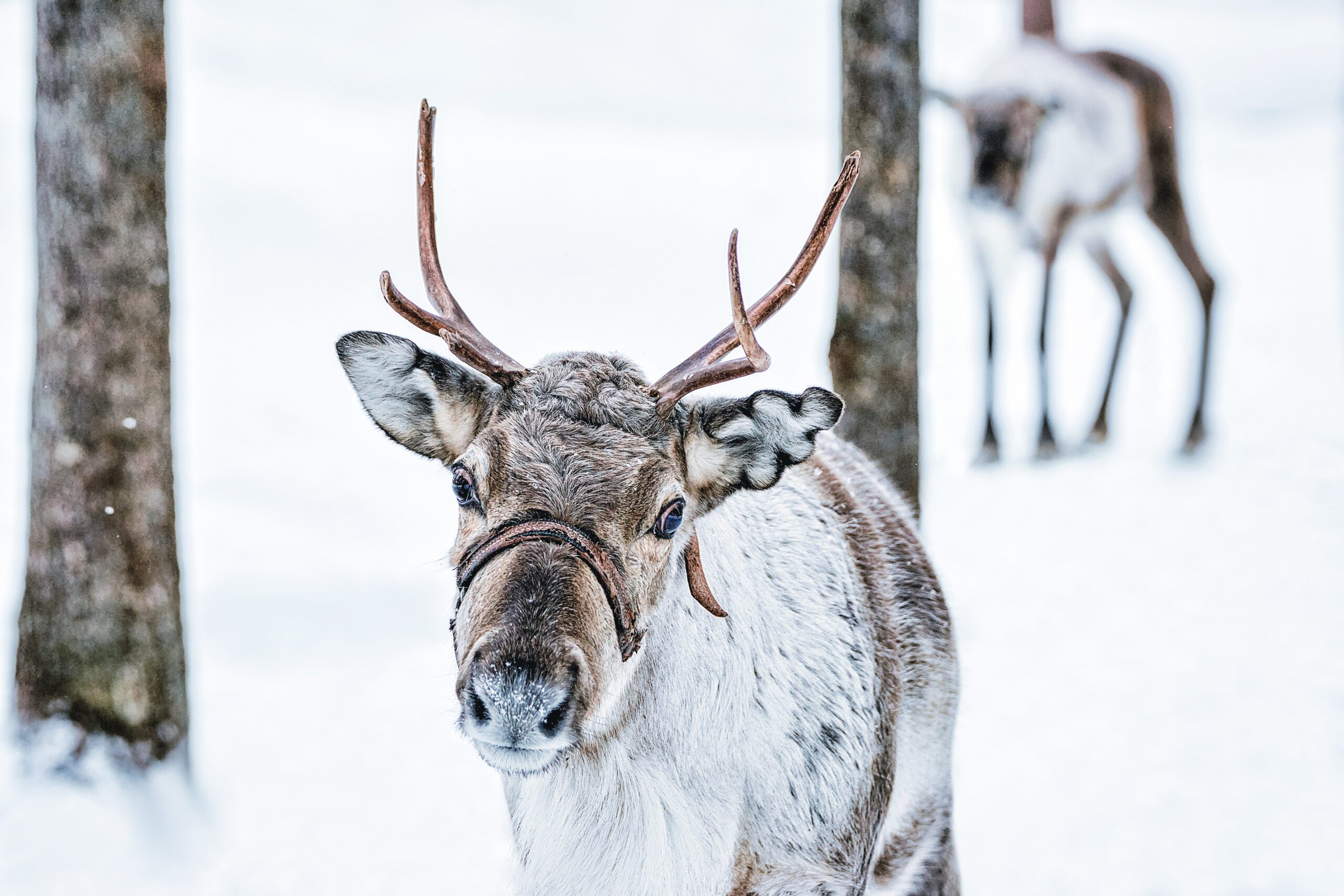Rendieren Lapland - Christoffel Travel
