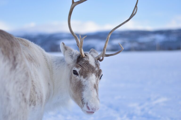 tromso-rendier-noorwegen-lapland-vakantie-reizen-christoffel-travel