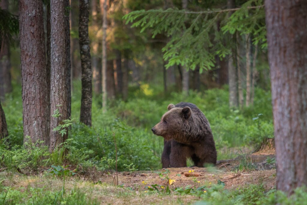 wildlife Estland - beer - Christoffel Travel - vakantie