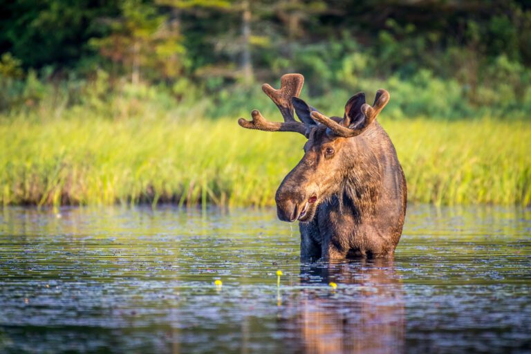 Hoogtepunten van Midden-Zweden - vakantie - zomer - Christoffel Travel