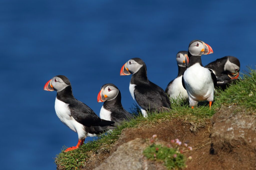 latrabjarg-puffins-vakantie-ijsland-christoffel-travel
