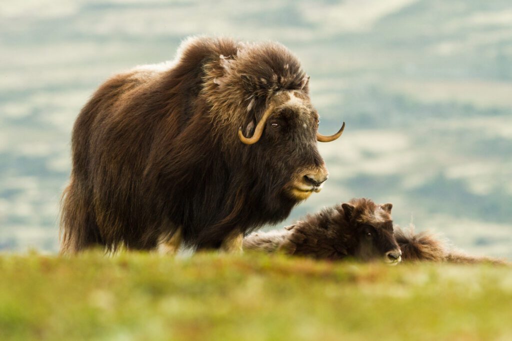 muskusossen-noorwegen-wildlife-vakantie-reizen-christoffel-travel