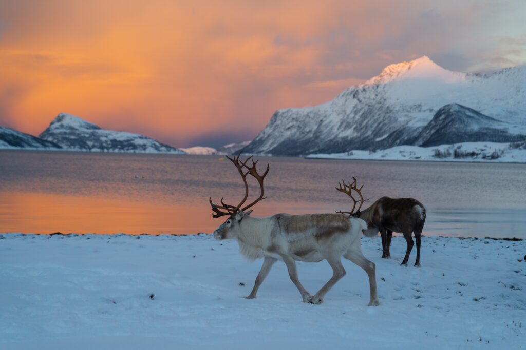 Rendieren - Noors Lapland - vakantie - Christoffel Travel