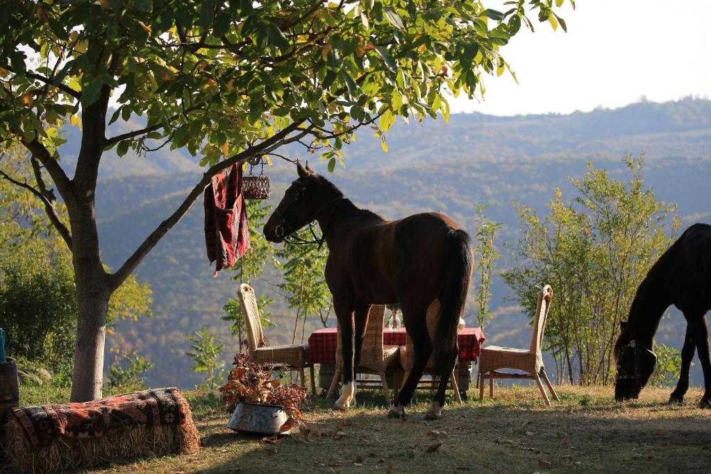 Sighnaghi accommodatie - boetiekhotel Georgië - vakantie - Christoffel Travel