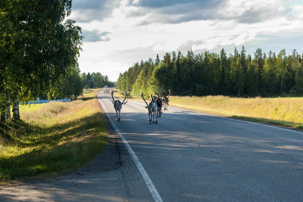 rovaniemi-zomer-rendieren-op-de-weg-finland-vakantie-reizen-christoffel-travel